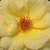 Rumena - Vrtnice Floribunda - Arthur Bell
